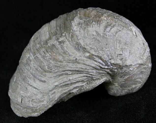 Gryphaea (Devil's Toenail) Fossil Oyster - Jurassic #25981